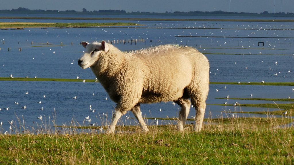 Ein Schaf auf dem Deich bei Hochwasser. Husumer Bucht landunter.